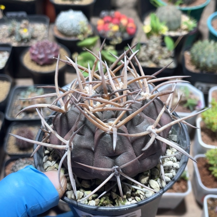 476实生狂刺守金摩天龙 