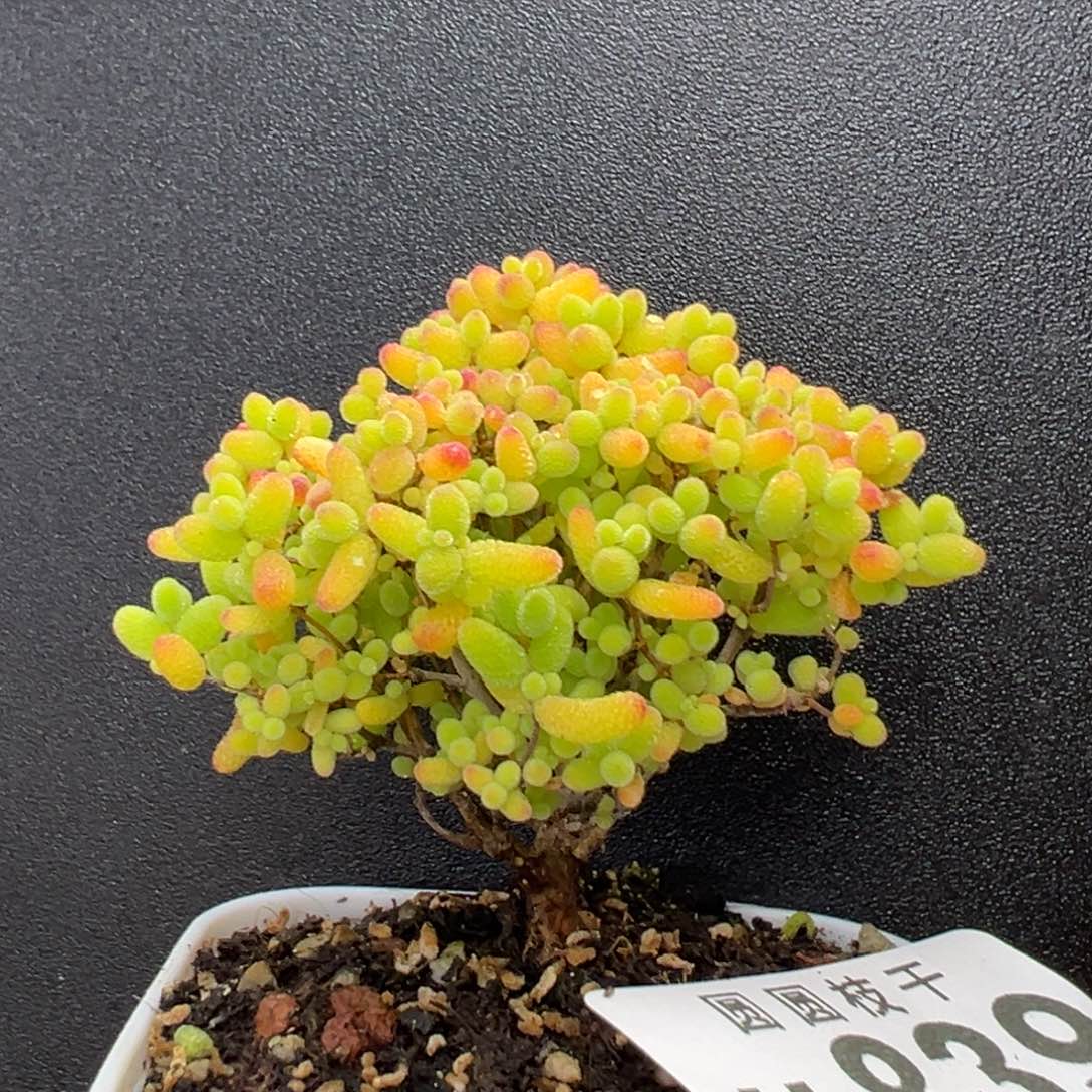 y***su839直杆精控小树蜜橘糖球冠幅5cm