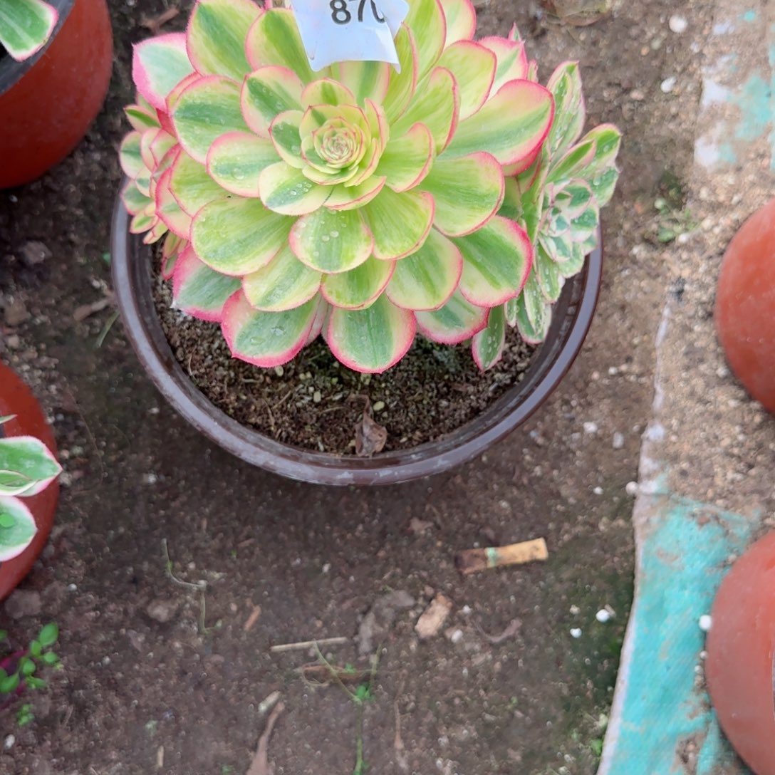 奶白法师多肉870