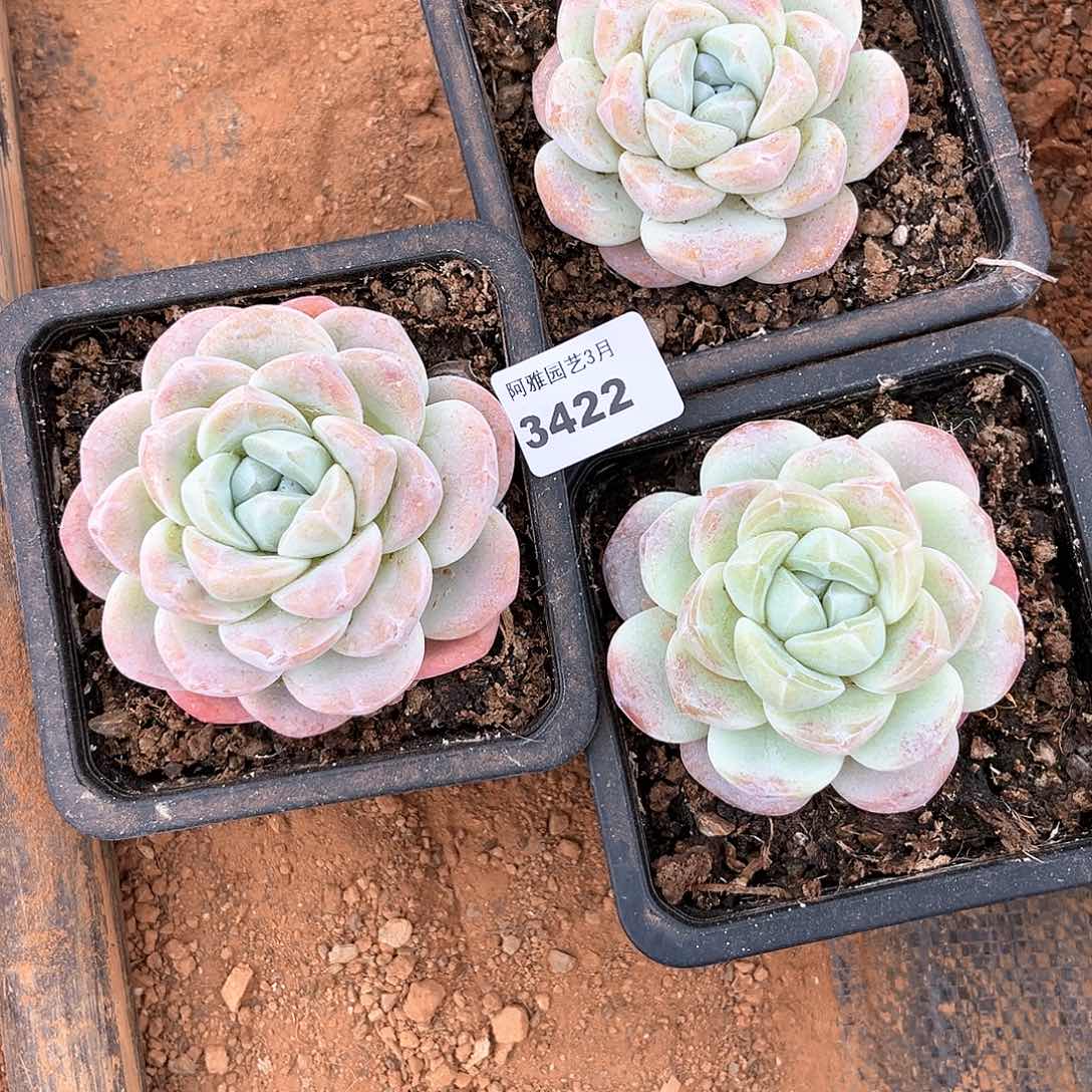 阿雅园艺。    3422