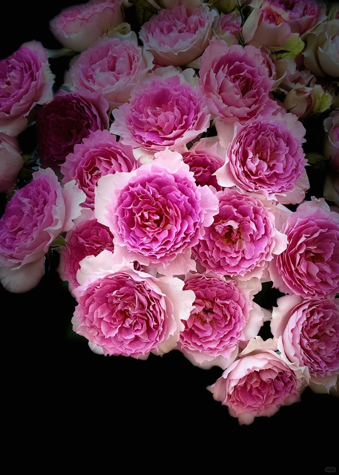 多头粉天方【梵花入梦玫瑰】，1单中通，2单及以上升级京东或顺丰冷链