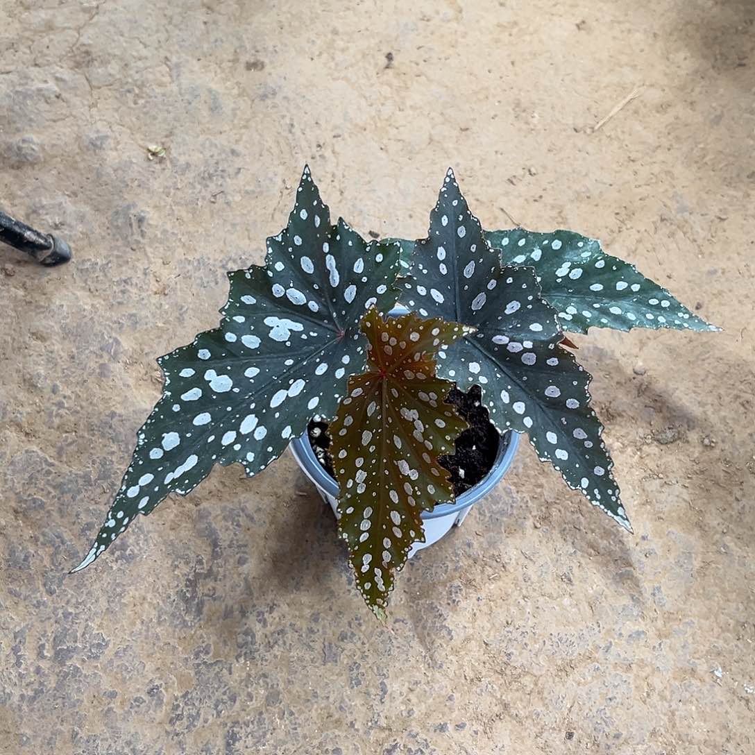 不开花植物甜筒上海