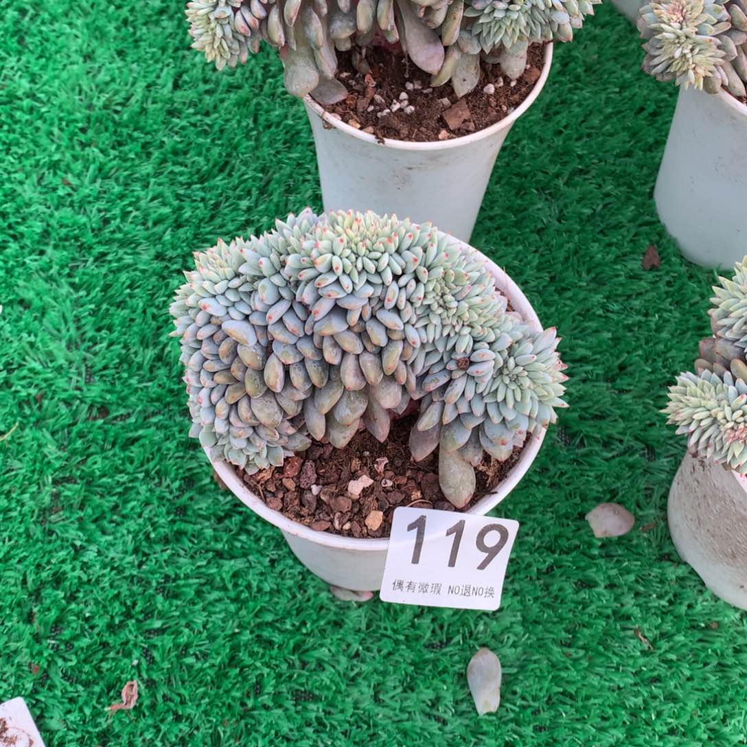 119橙子缀多肉植物