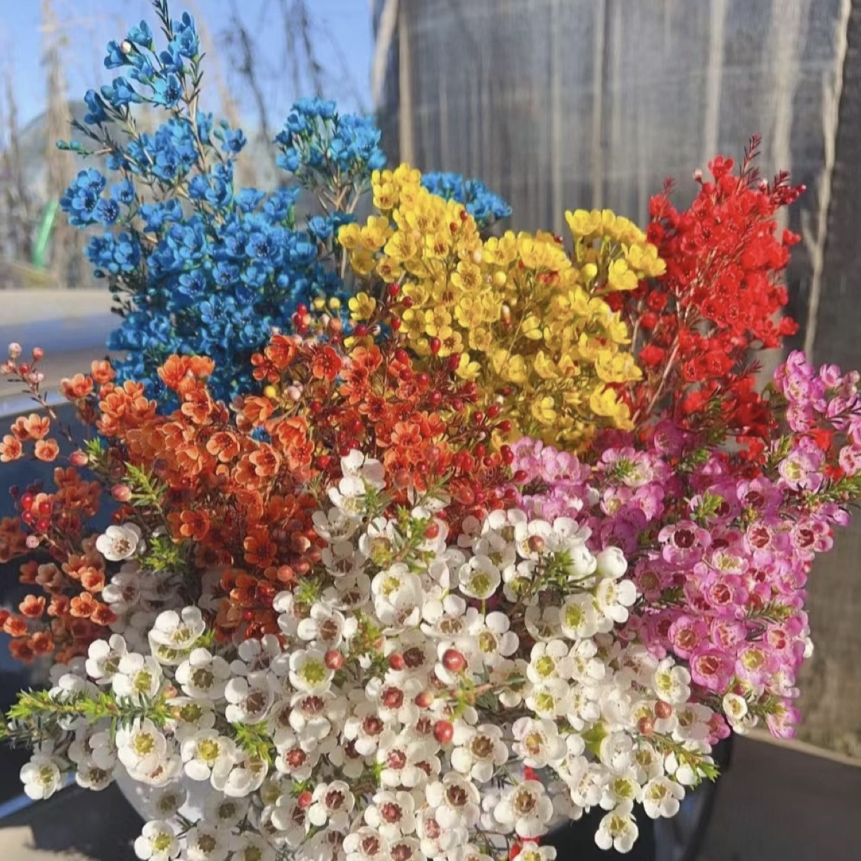 家居鲜花 1把腊梅红 黄 白 蓝 彩 居家鲜花鲜切花材瓶插花