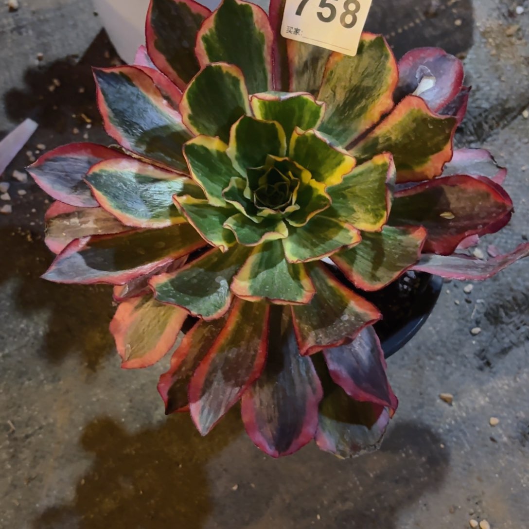 牵*12  758多肉法师