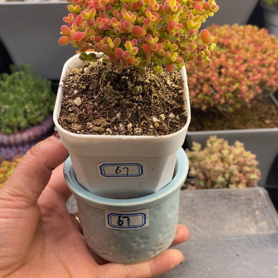 完全开放67号蜜橘糖球（6.5cm）