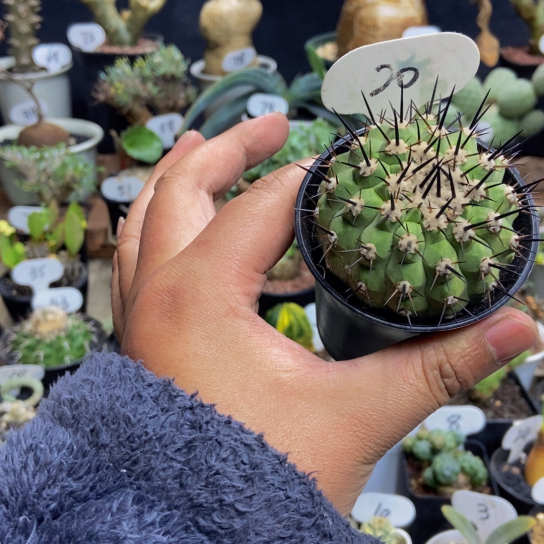 黑王一个一物一拍