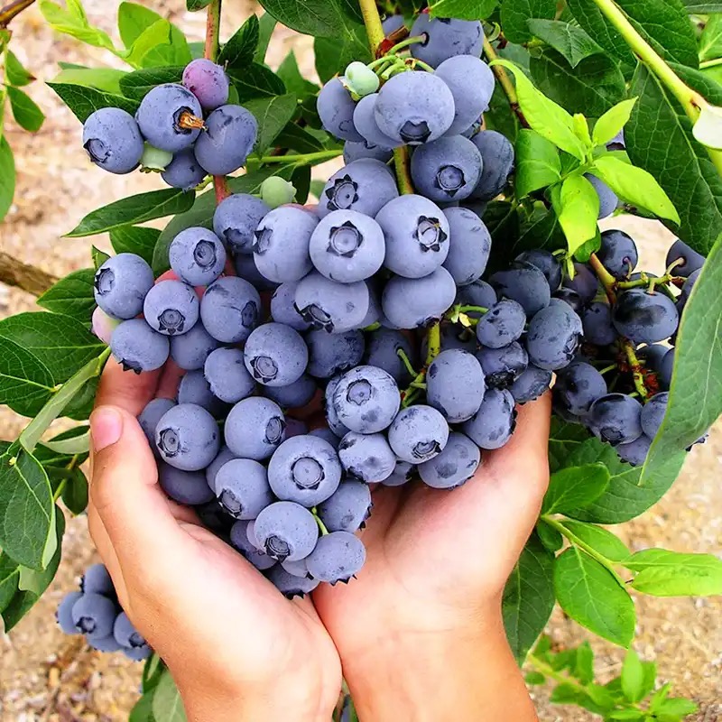 云南蓝莓树苗基地直发[带花带果发货]蓝莓果树苗地栽盆栽1