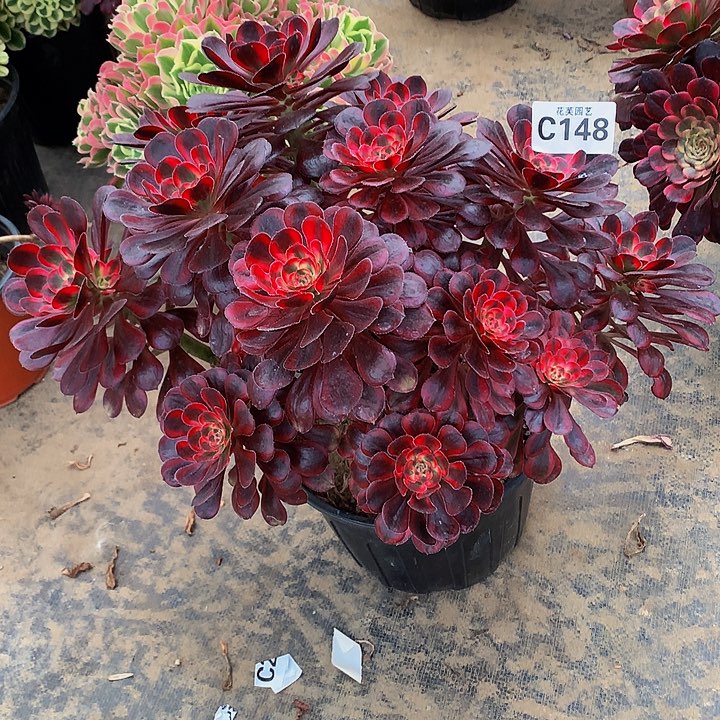 148多肉法师香奈儿