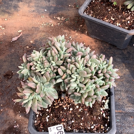 桃花源缀化674 亏本处理38包邮退款拉黑7-8天发货