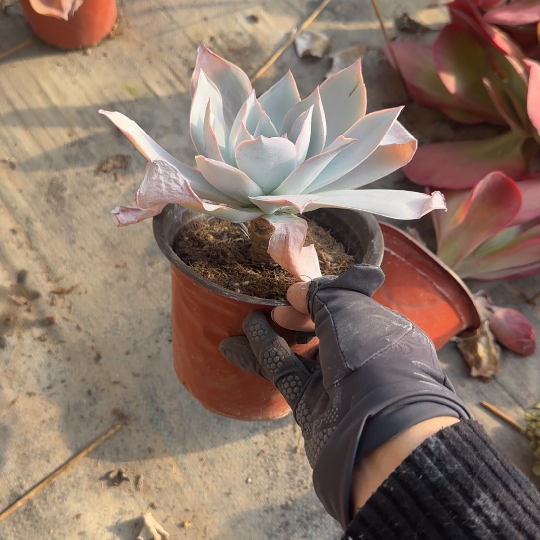 青***荷无花朵广寒宫单头20