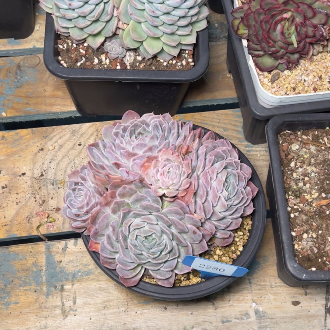 孙*娘2280多肉多多点方法