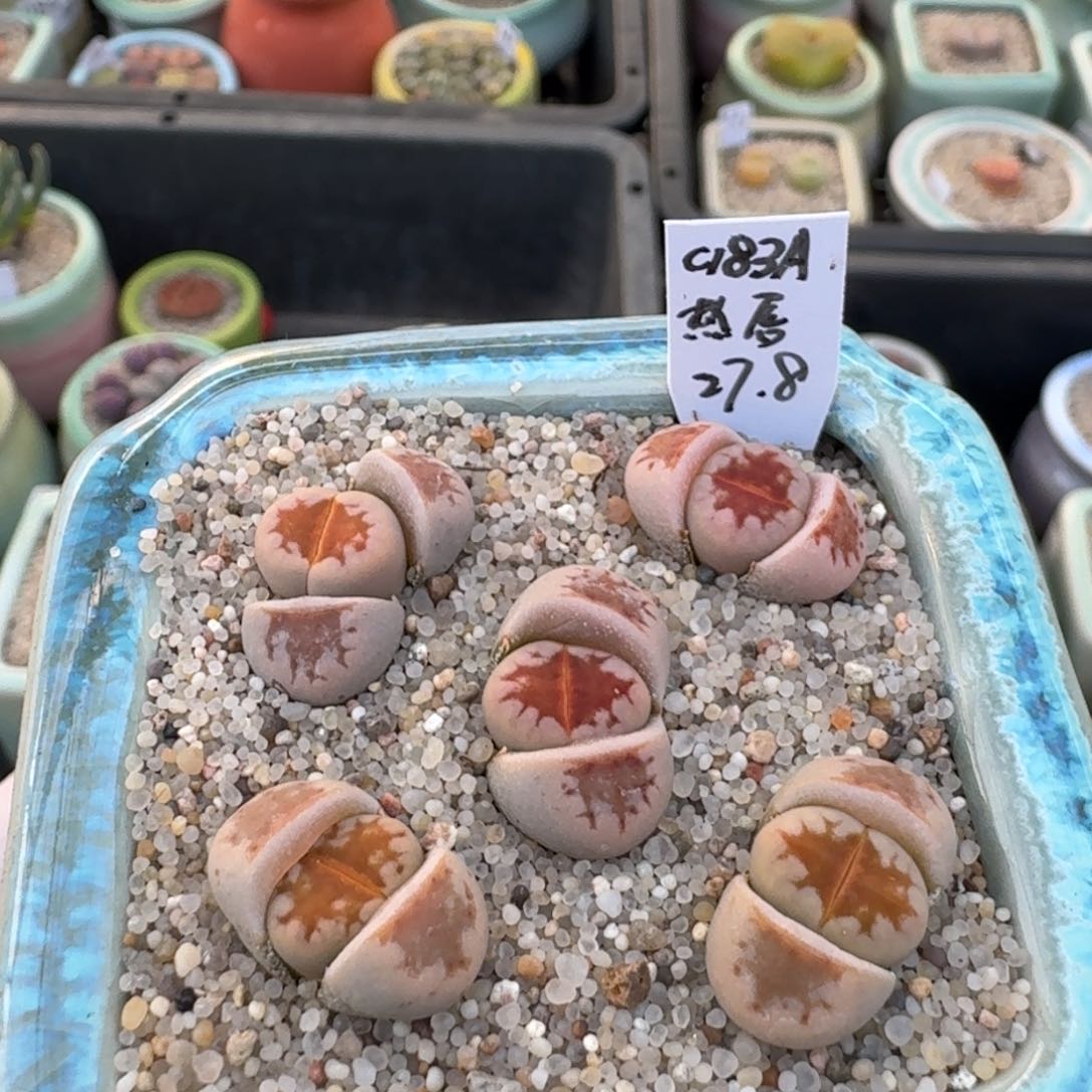 红陶宝**鸭 蘑菇809花花花