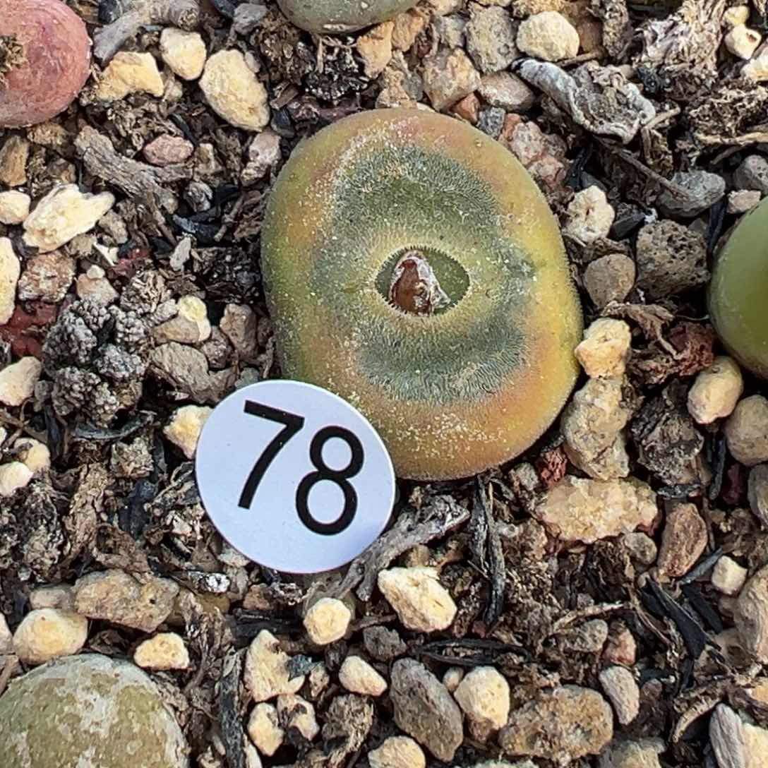 多肉植物1111111111111