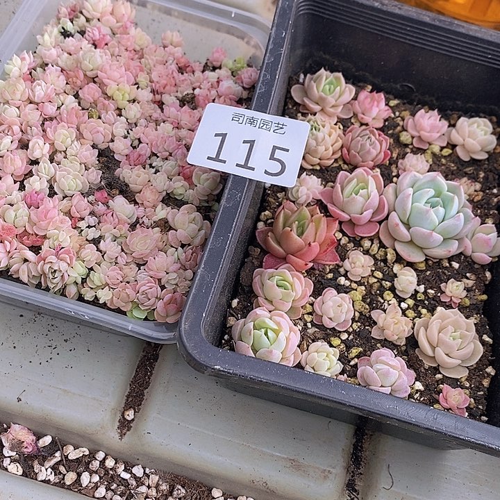 115 多肉植物盆栽花卉植物