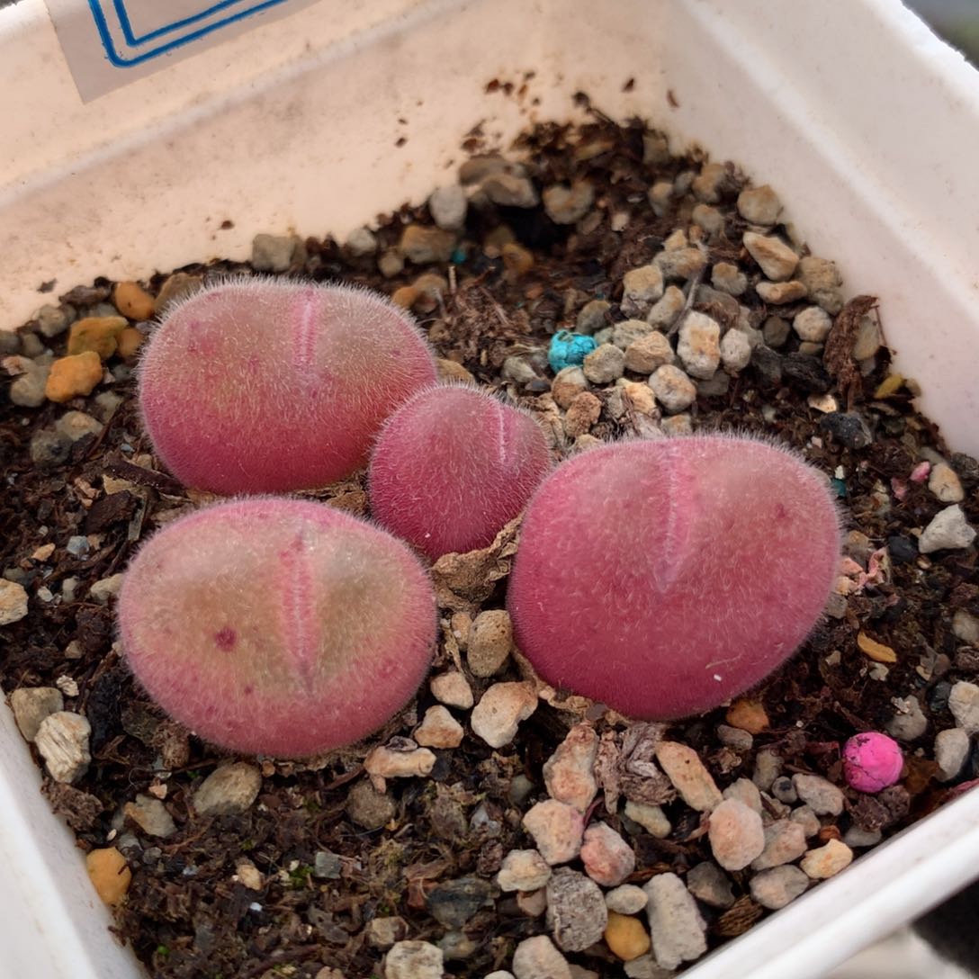 22067毛翠滴母本一颗