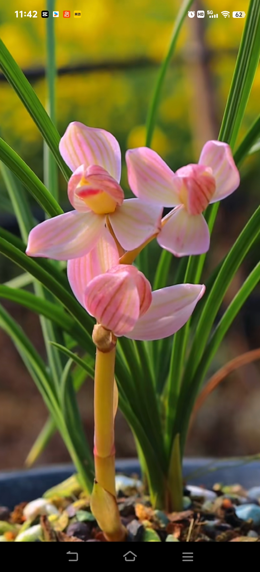 莲瓣兰直播间下单窗口，请勿自拍