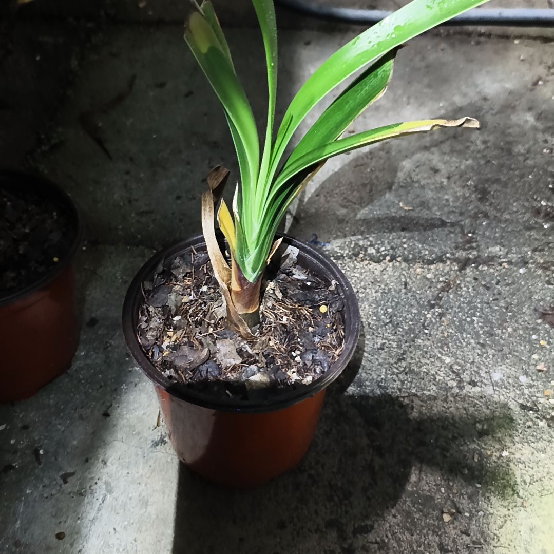 我***孩完全开放盲盒下花残叶无售后