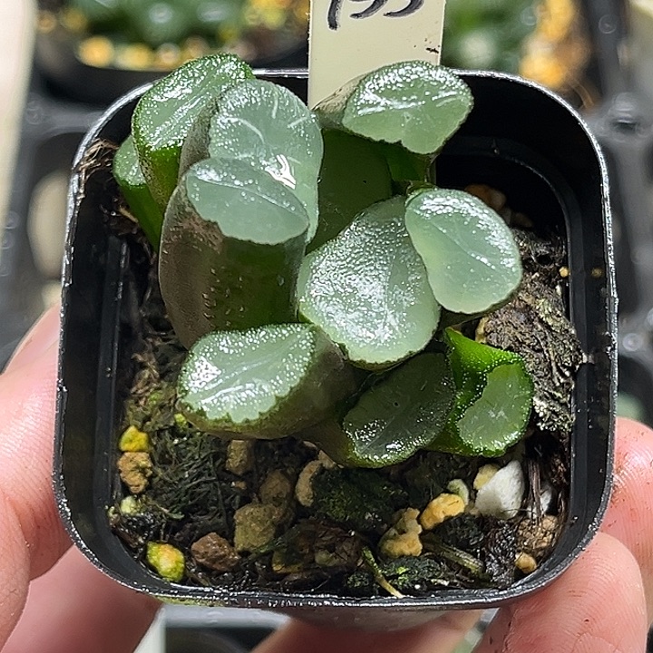 135欧大宝万象锦头家多肉十二卷