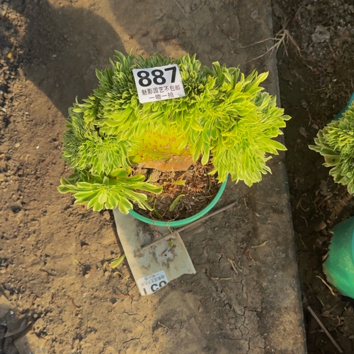 l****5碧浪缀化29-14包邮花花