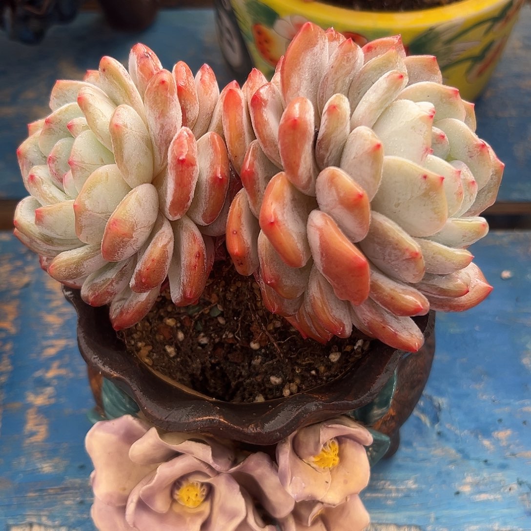 橙梦露老庄多肉植物