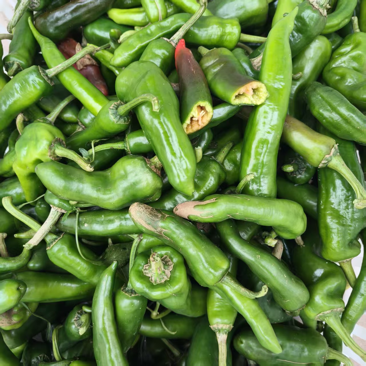 秋辣椒赣西农家小菜园丑辣椒大辣椒非常辣