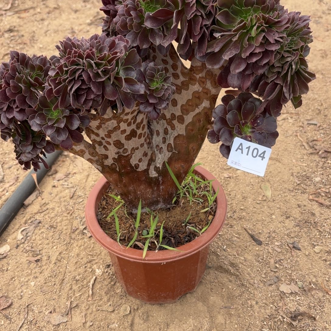 欧紫缀断枝不包104