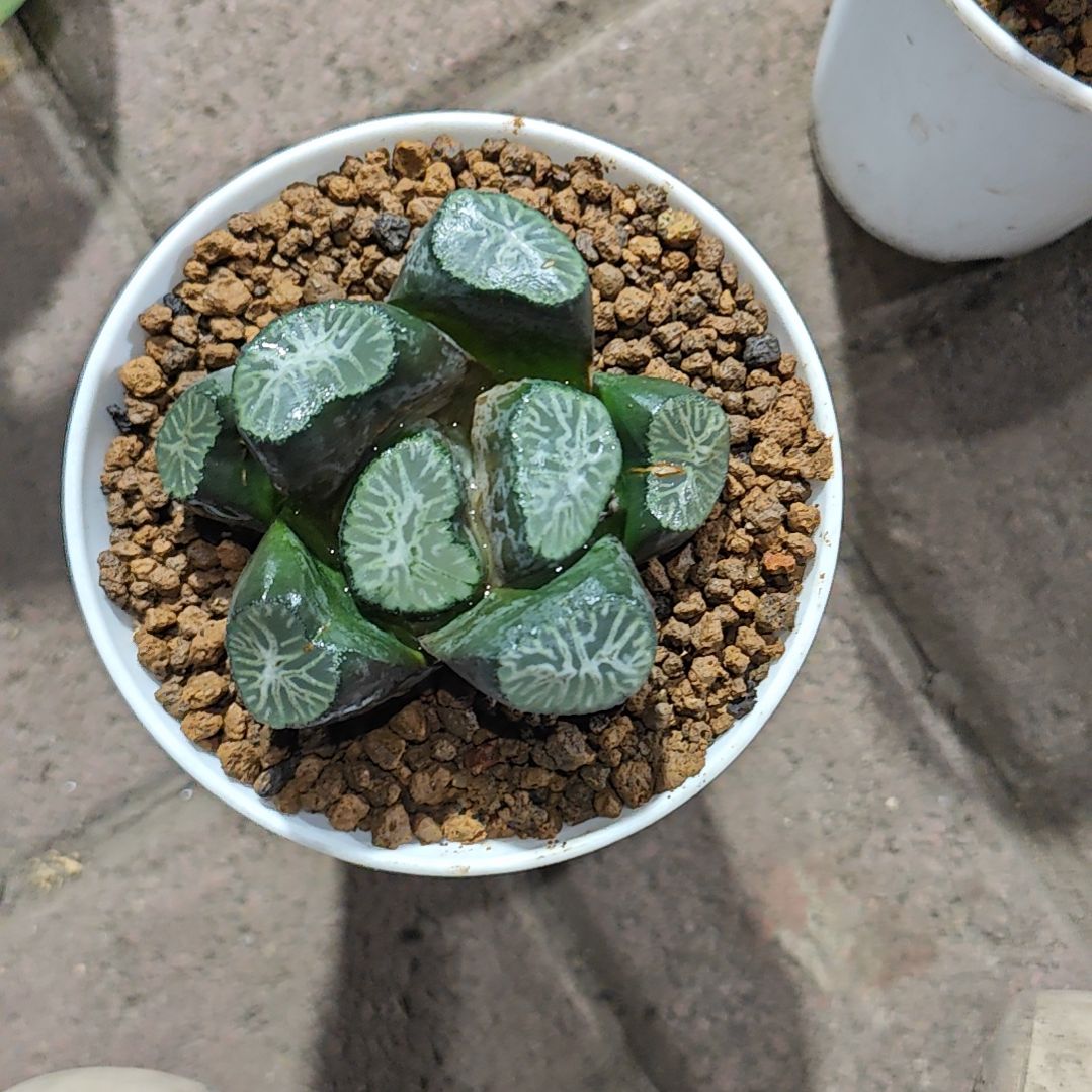 无限一颗多肉植物原盆