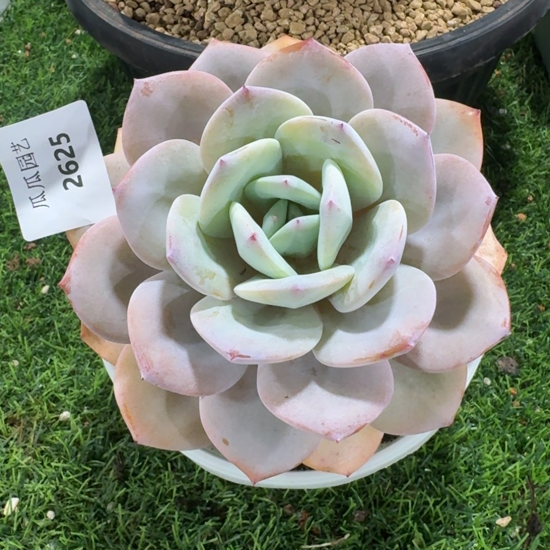 2645奶茶大单头多肉植物的