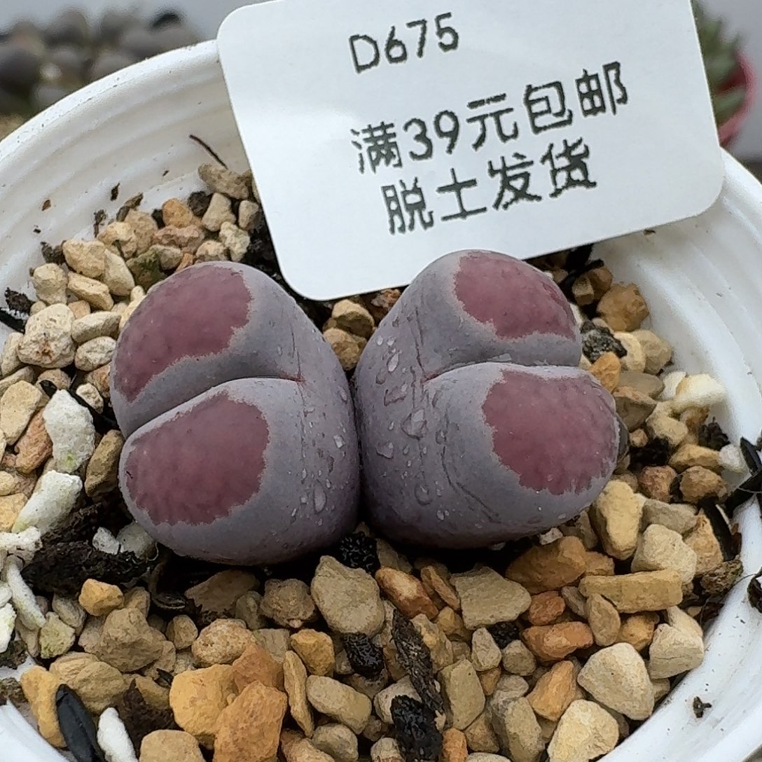 再****675多肉哈哈哈哈哈哈