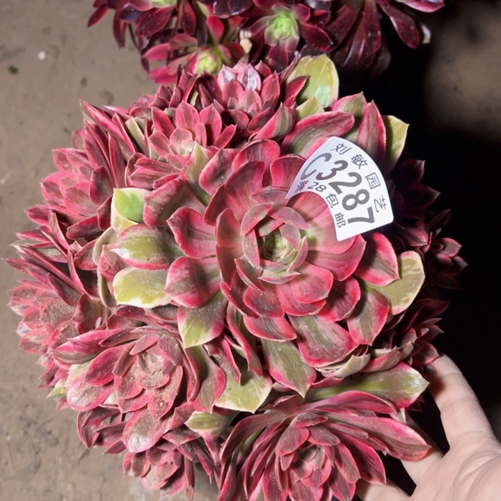 浣纱多肉植物法师3287