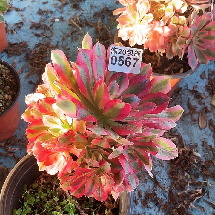 0567 一颗棒棒糖女巫