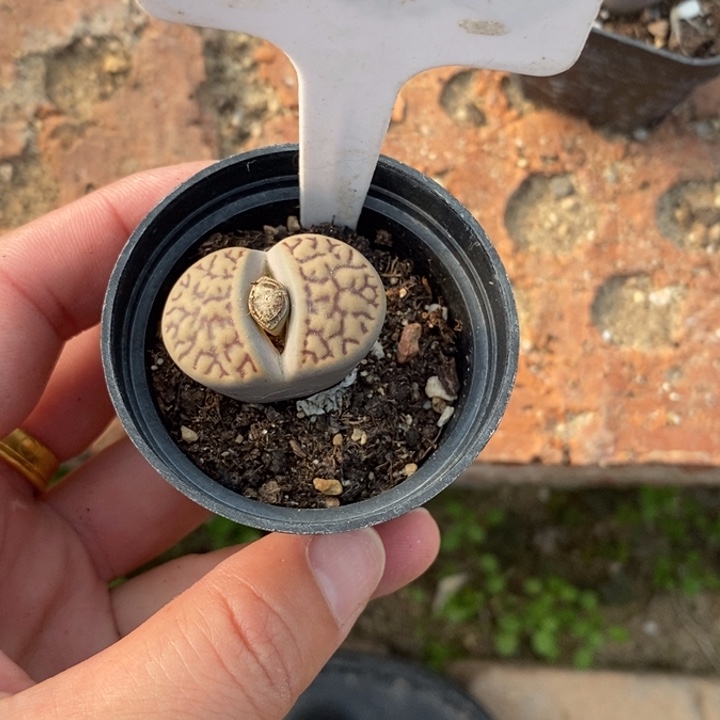 生石花等植物的生长772