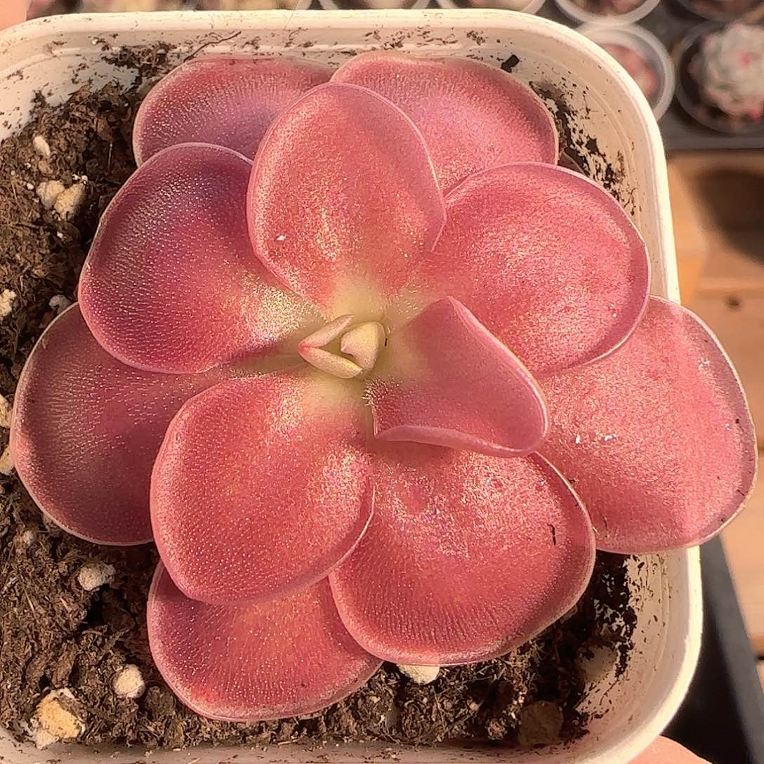 多肉1201-119赛题捕虫堇