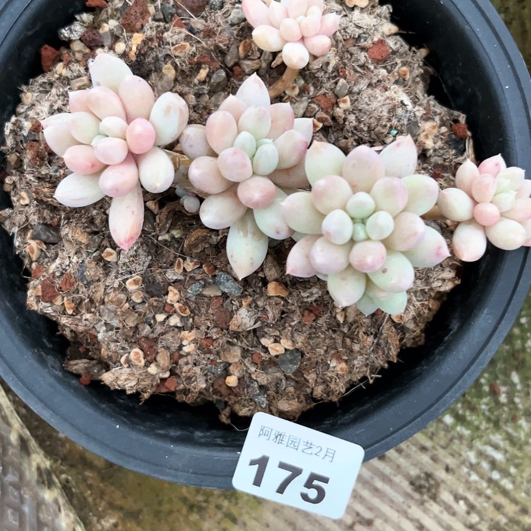 阿雅园艺。           175