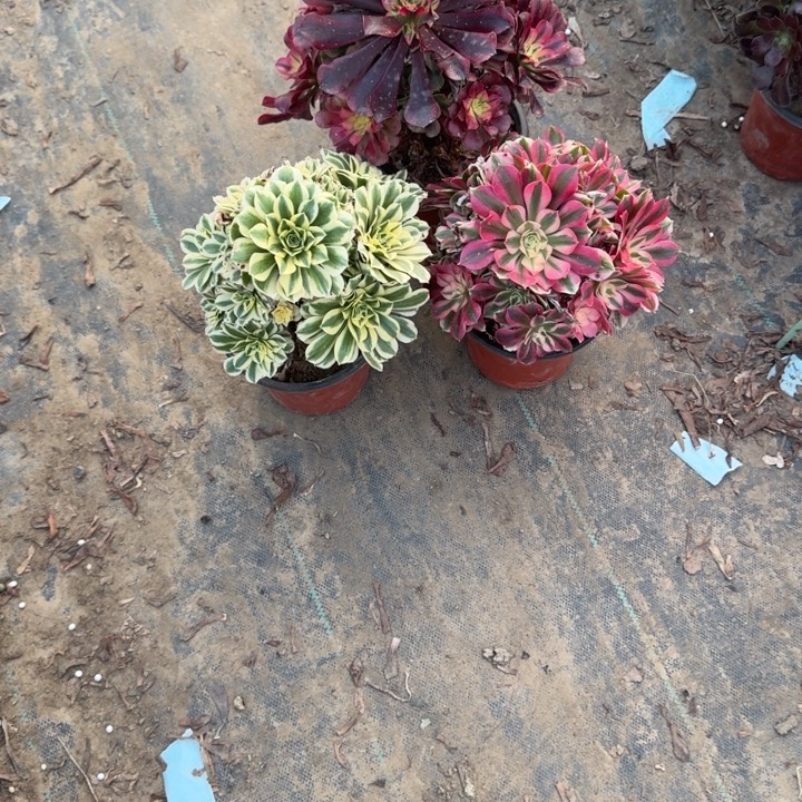 一单包邮不包侧枝32