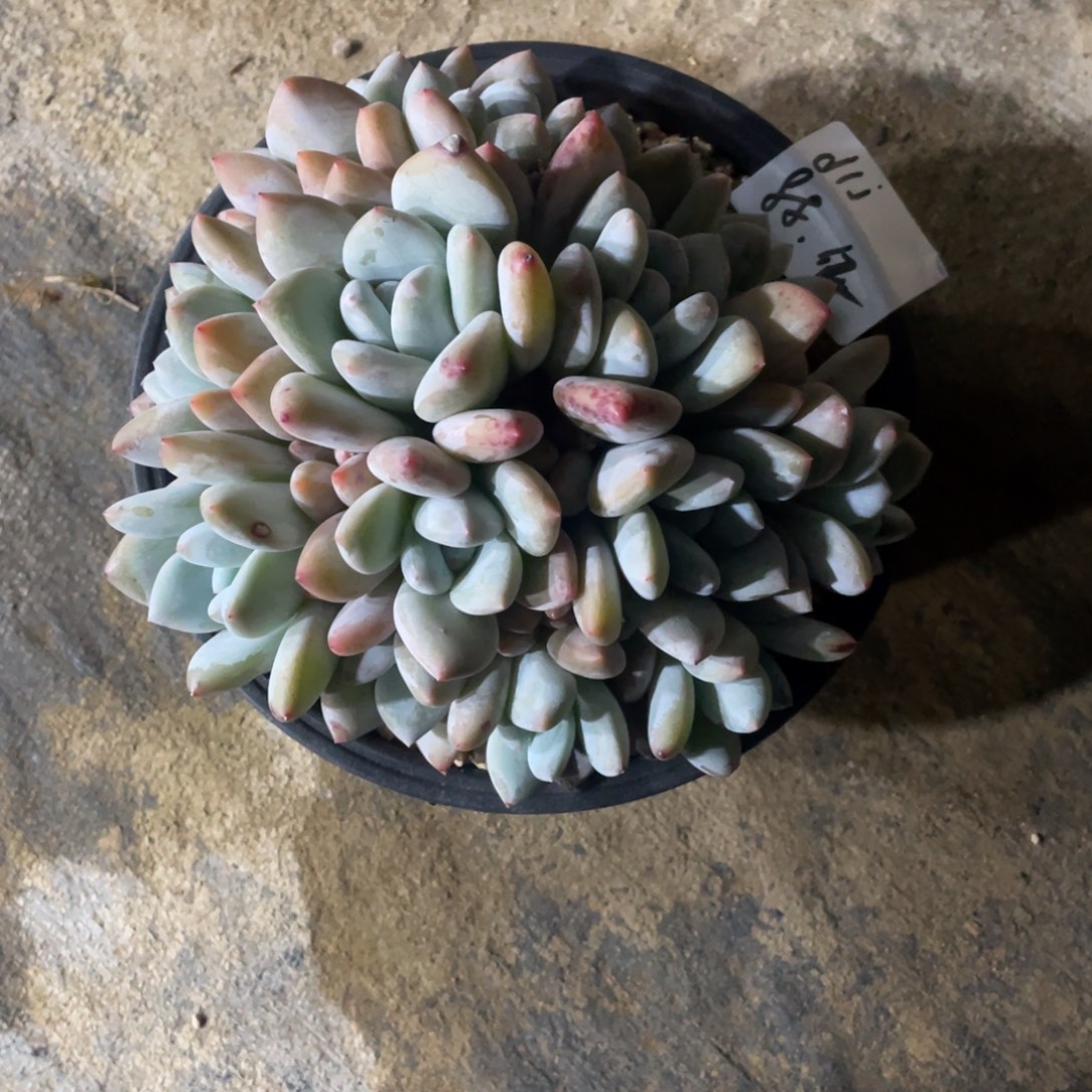 ****j补33一物一拍中通快递