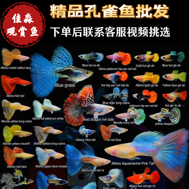 孔雀鱼批发球体玻璃体短体观赏鱼小鱼淡水鱼苗好养耐活热带鱼凤尾