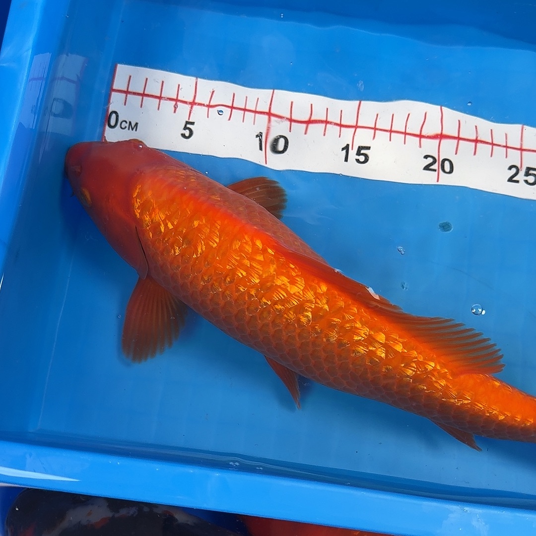 霍***锦鲤银鳞红芥子活体