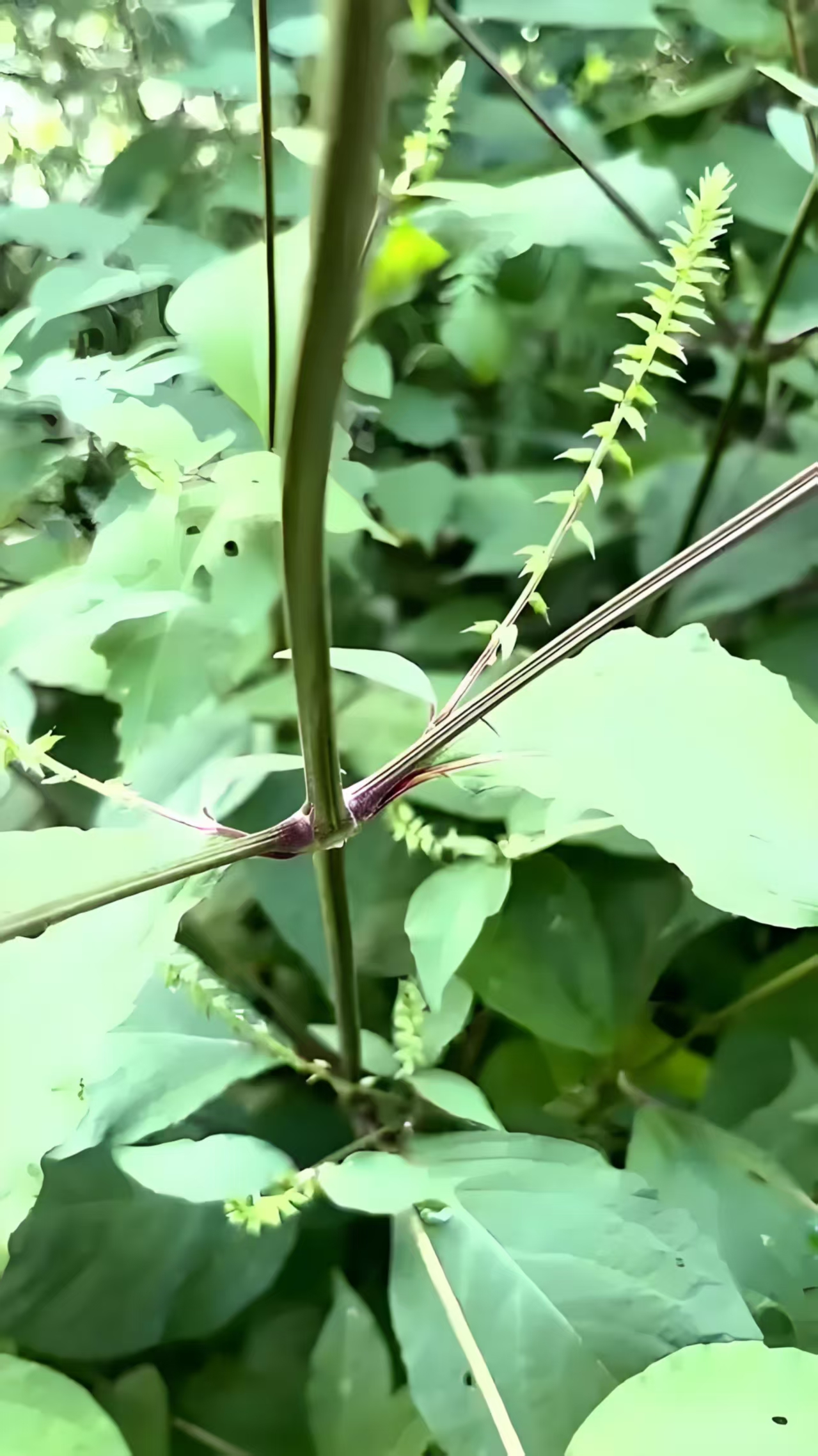 贵州野生红牛滕土牛滕可泡水泡酒