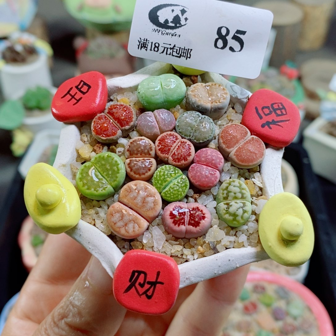 困***士生石花花哈哈哈哈花花85
