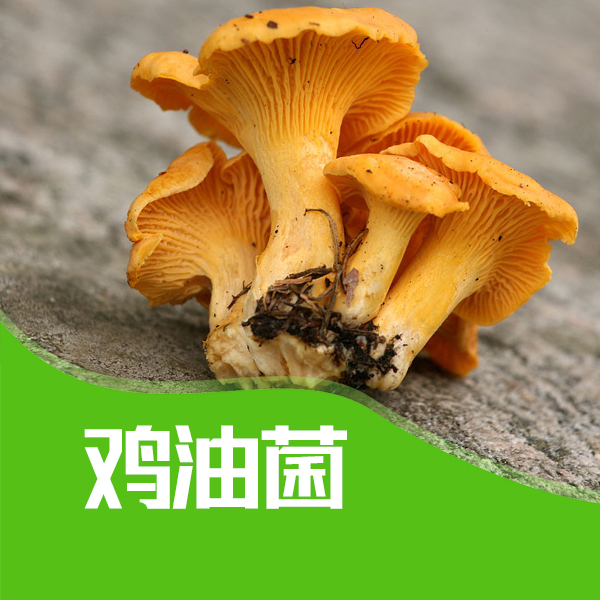 （鸡油菌）张小哥云南特产