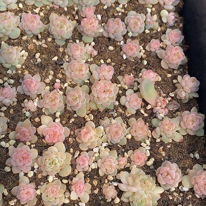 137 多肉植物盆栽花卉植物