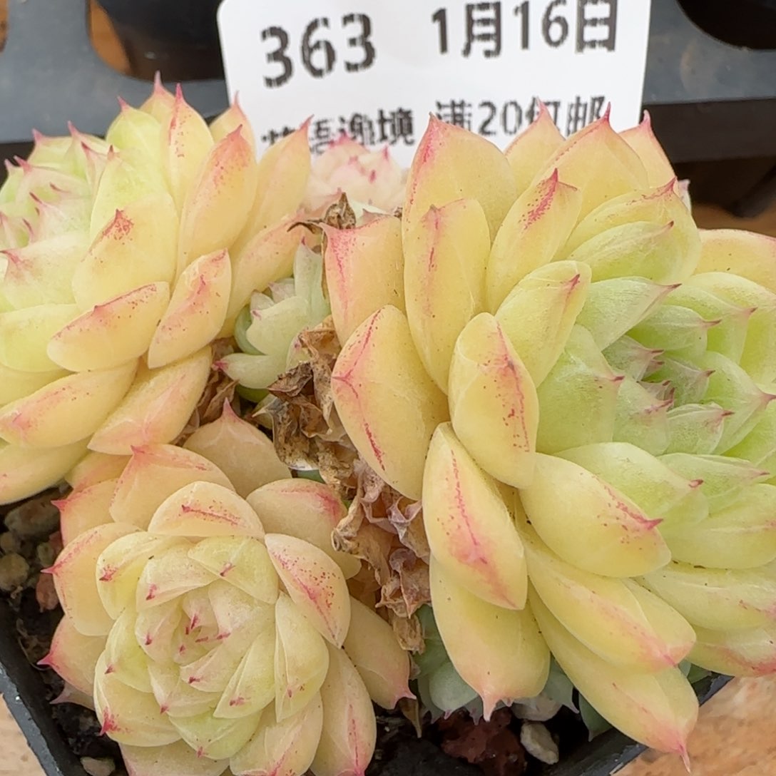 花语逸镜0116-363