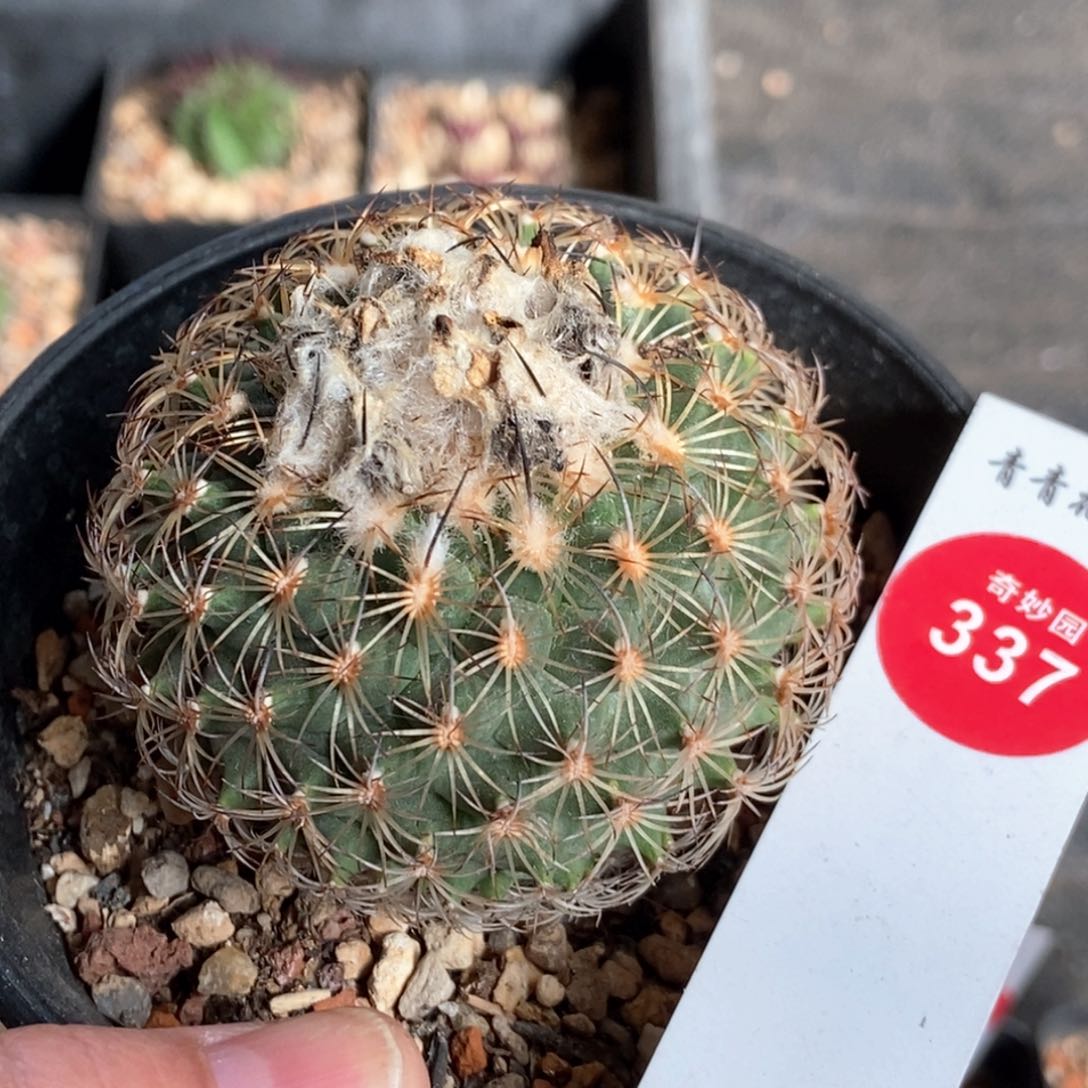 实生伊莎贝拉娇丽5.5cm