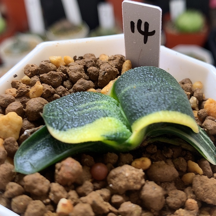卧牛锦带盆土发货tla