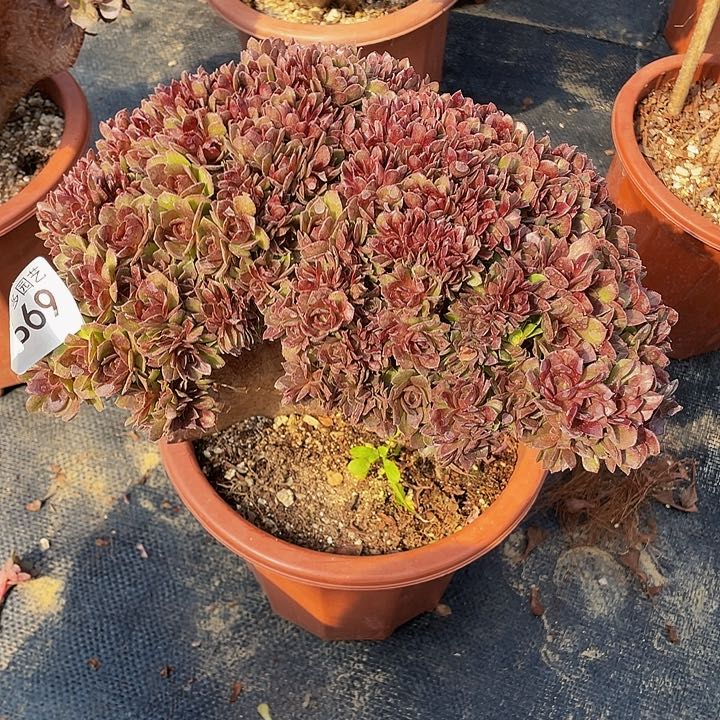 669号万圣节朵朵有伤