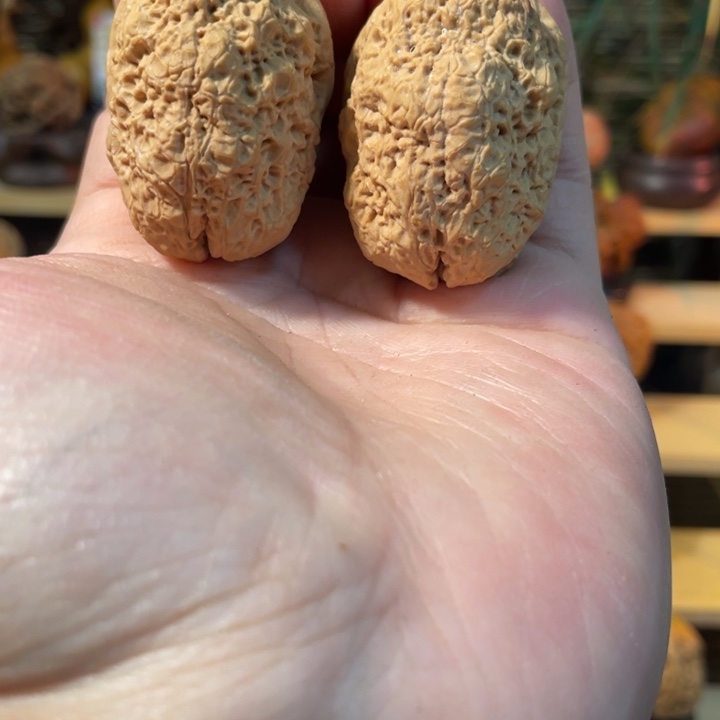 把件文玩核桃编号64