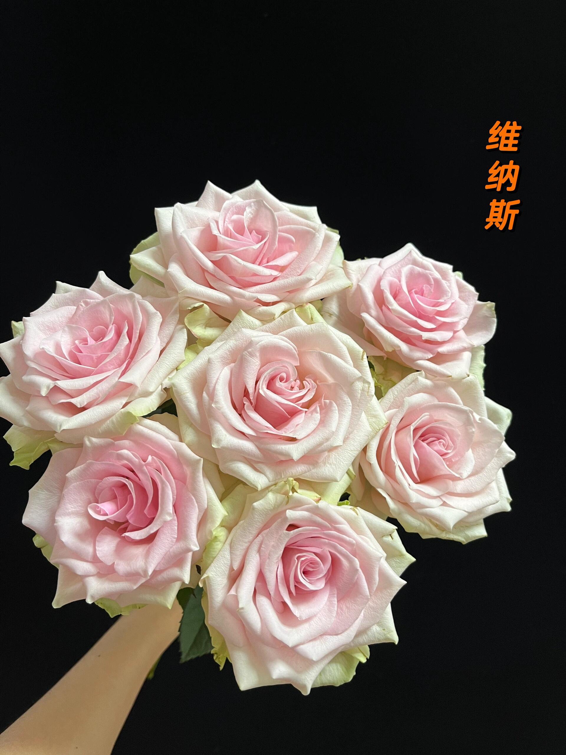 【买一送一】方德星荷维纳斯玫瑰10支  无土栽培花期长  云南鲜花