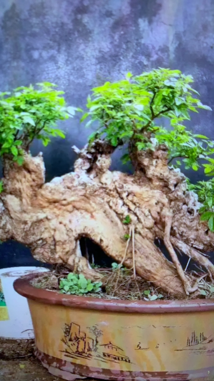 精品小叶崖荆盆景盆栽观赏佳品